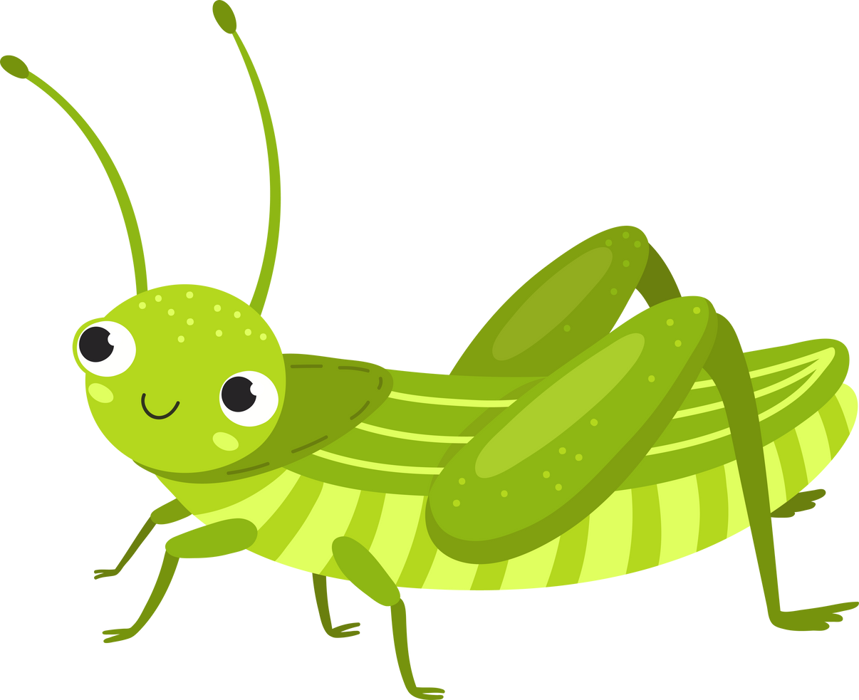 Beetle illustration