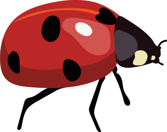 Illustration of ladybirds. Cartoon insects. Cute beetles.