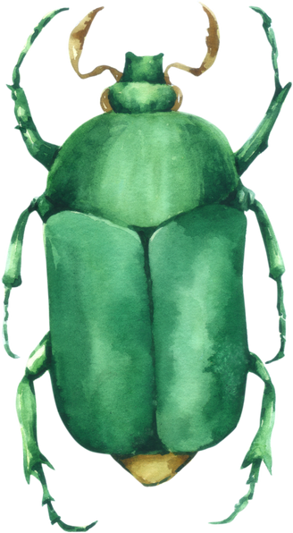 Watercolor Green Bug Insect Illustration